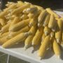 Last Weekend for Corn