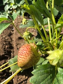 Strawberries Week of June 13th