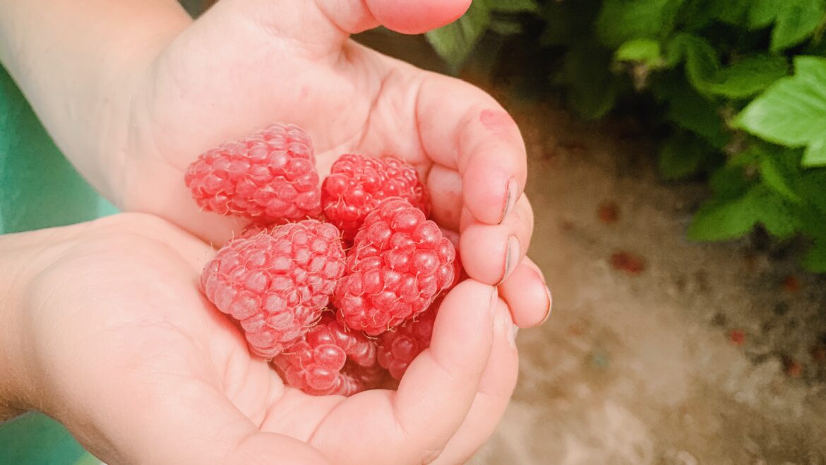 Raspberry Upick Opens 7/9