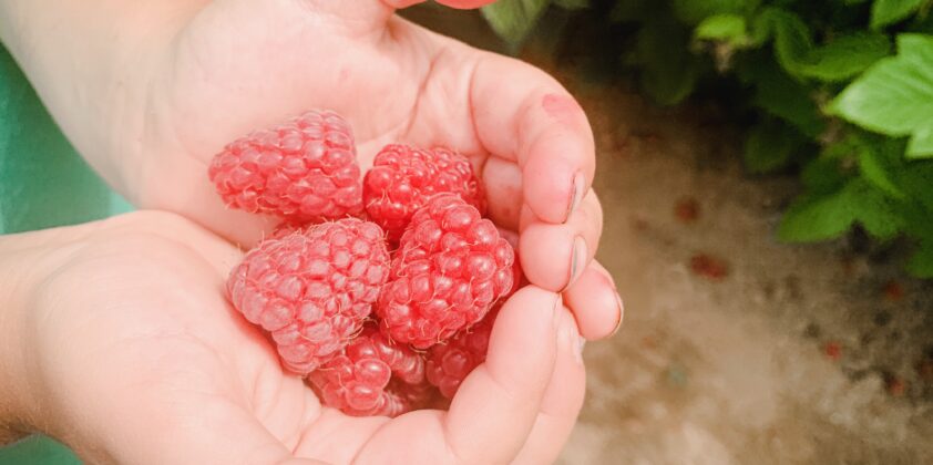 Raspberry Upick Opens 7/9