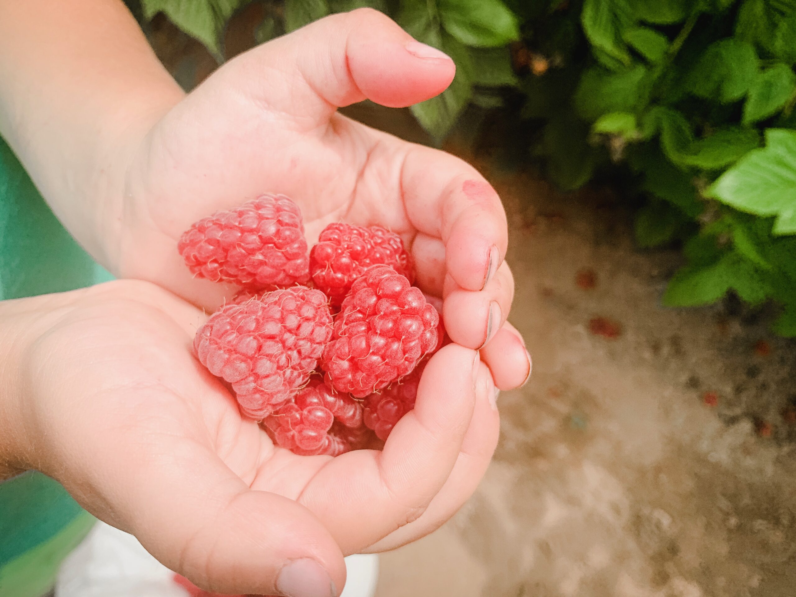Raspberry Upick Opens 7/9 Boxx Berry Farm