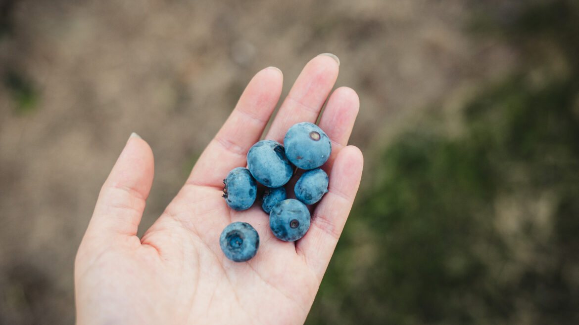 Blueberry Upick Open