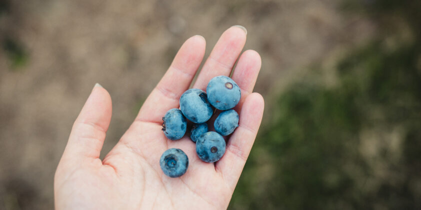 Blueberry Upick Open