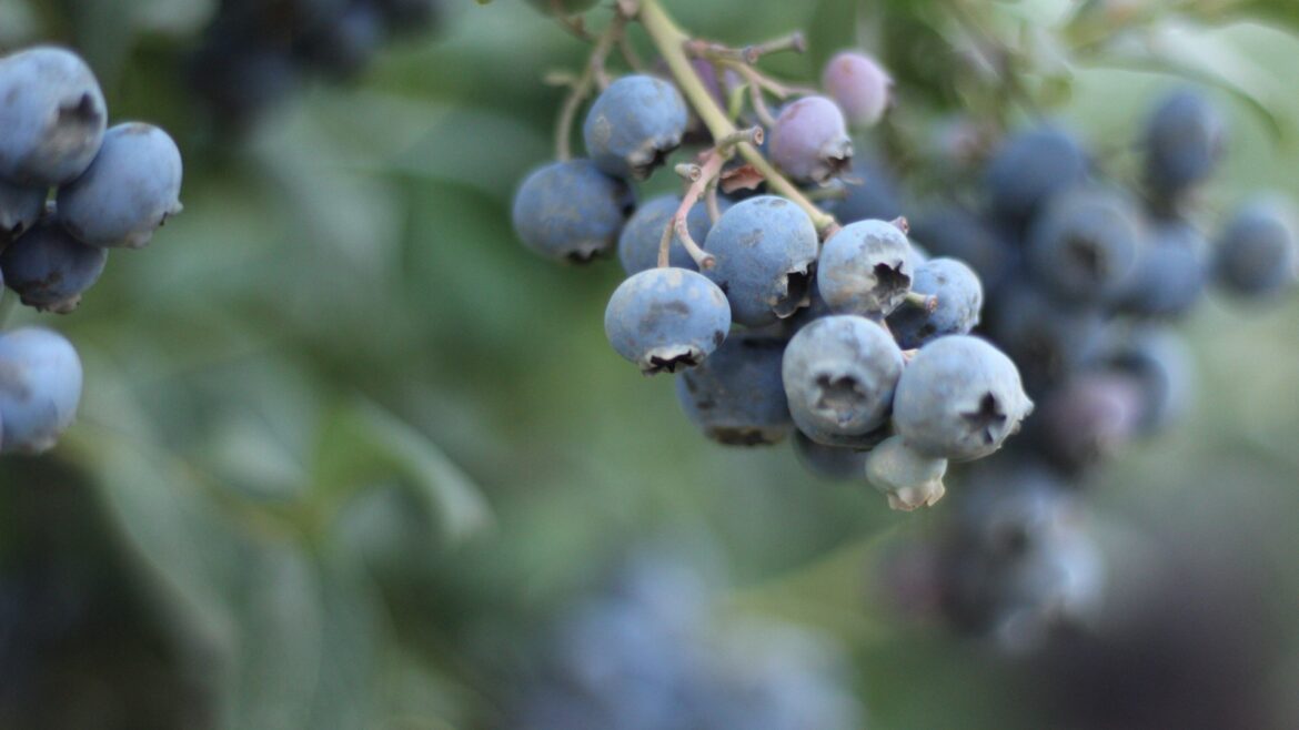 Blueberry Upick