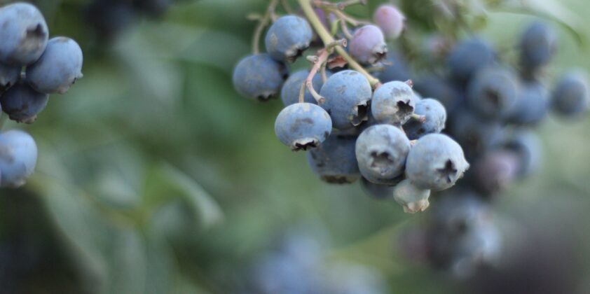 Blueberry Upick