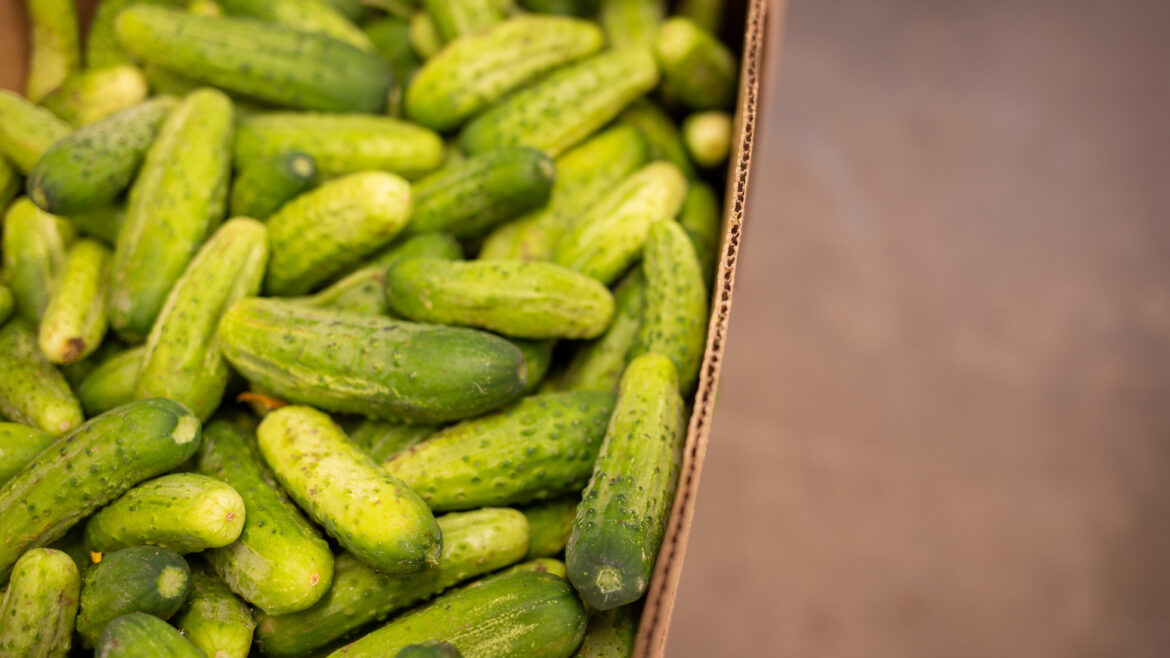 Cucumbers!