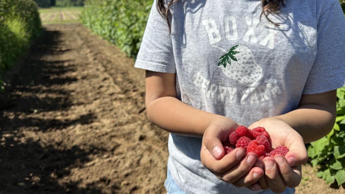 Fresh Raspberries