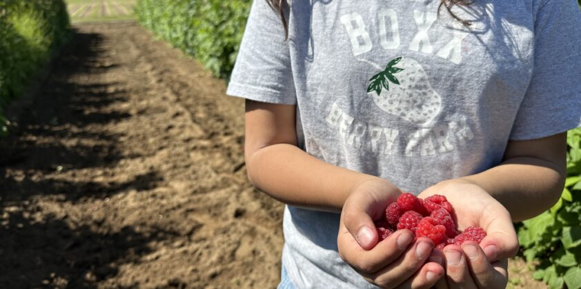 Fresh Raspberries