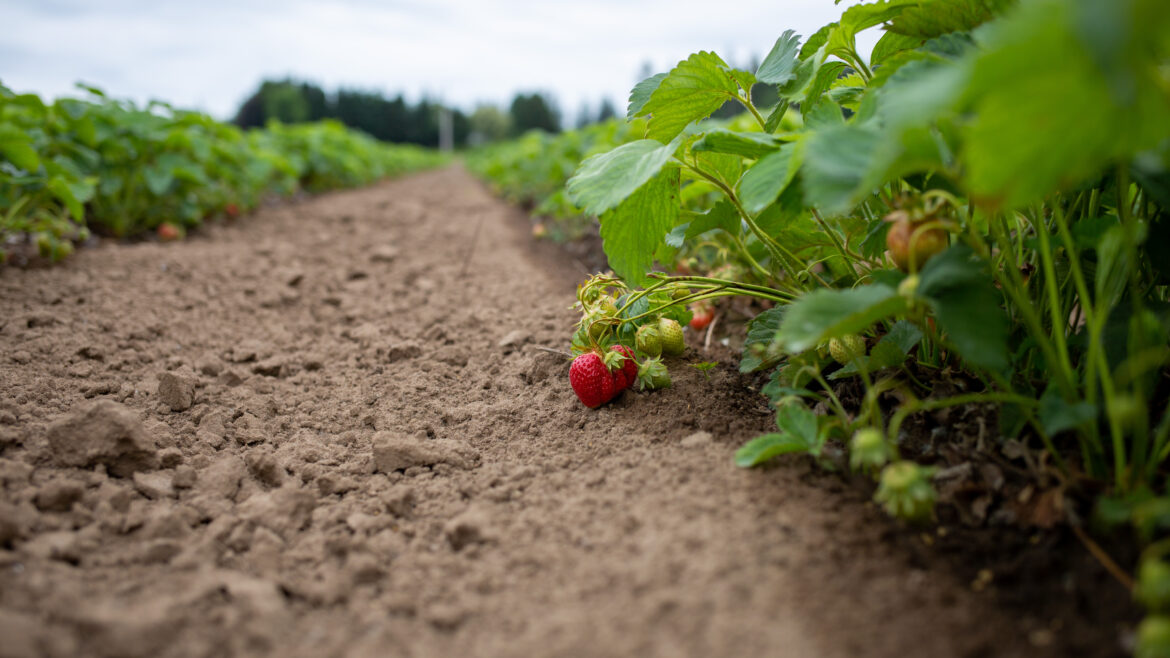 Strawberries Soon