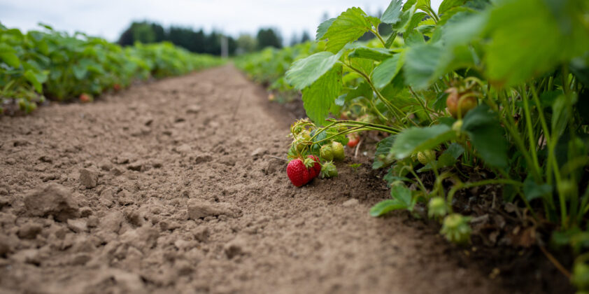 Strawberries Soon