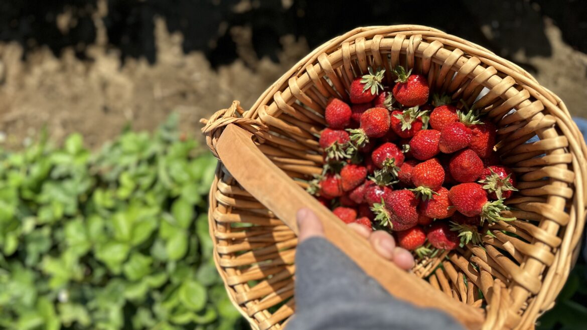 Don’t Miss Out on Strawberry Season