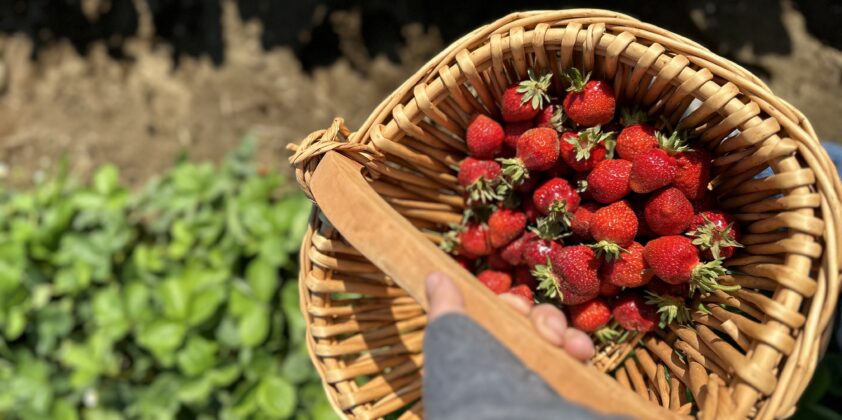 Don’t Miss Out on Strawberry Season