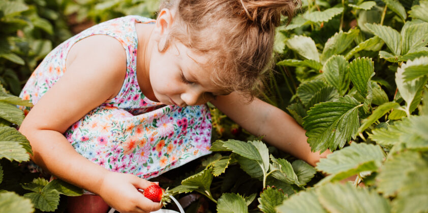 Upick Strawberries