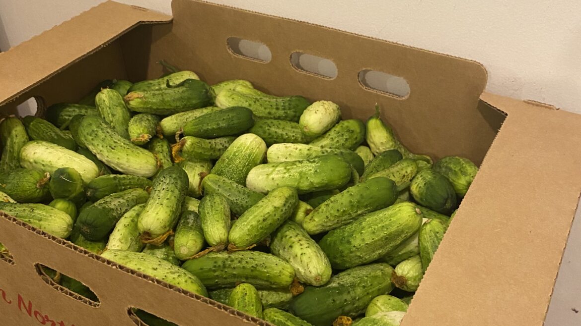 Cucumbers!