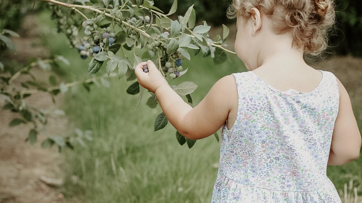 Blueberry and Blackberry Upick Opens July 20th!