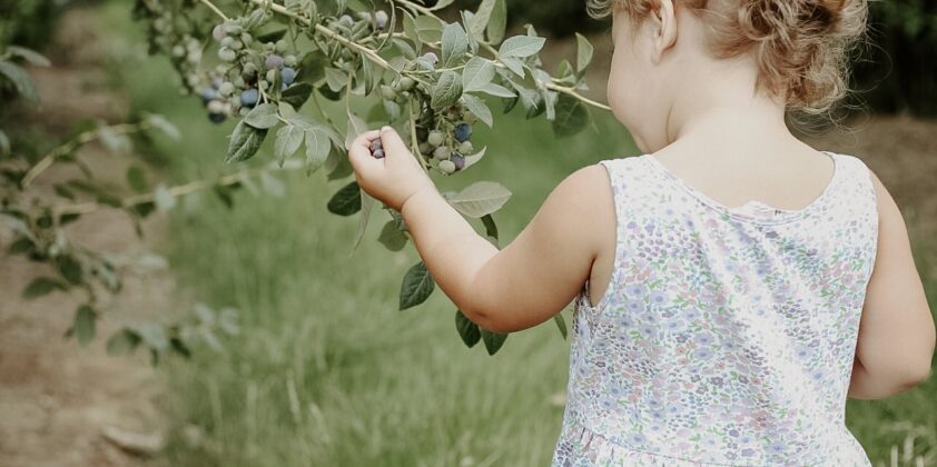 Blueberry and Blackberry Upick Opens July 20th!