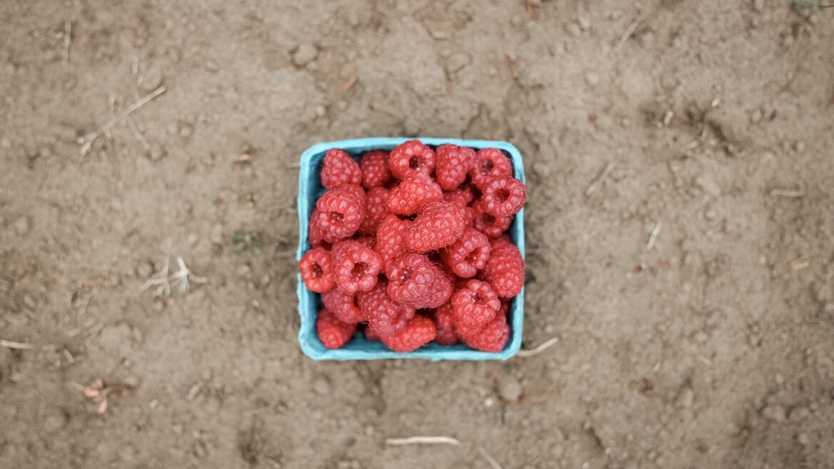 Raspberries At Boxx