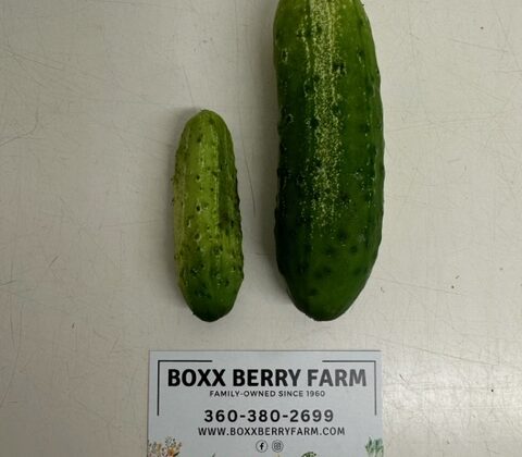 Cucumber Sizes