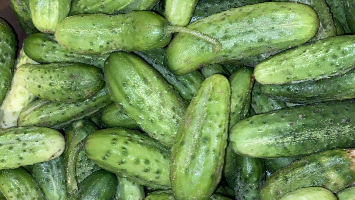 2024 Cucumber Sign Up