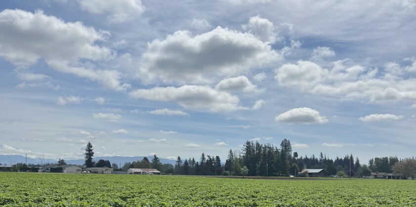 Strawberry Season Loading…