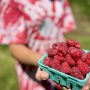 Raspberry Upick Open
