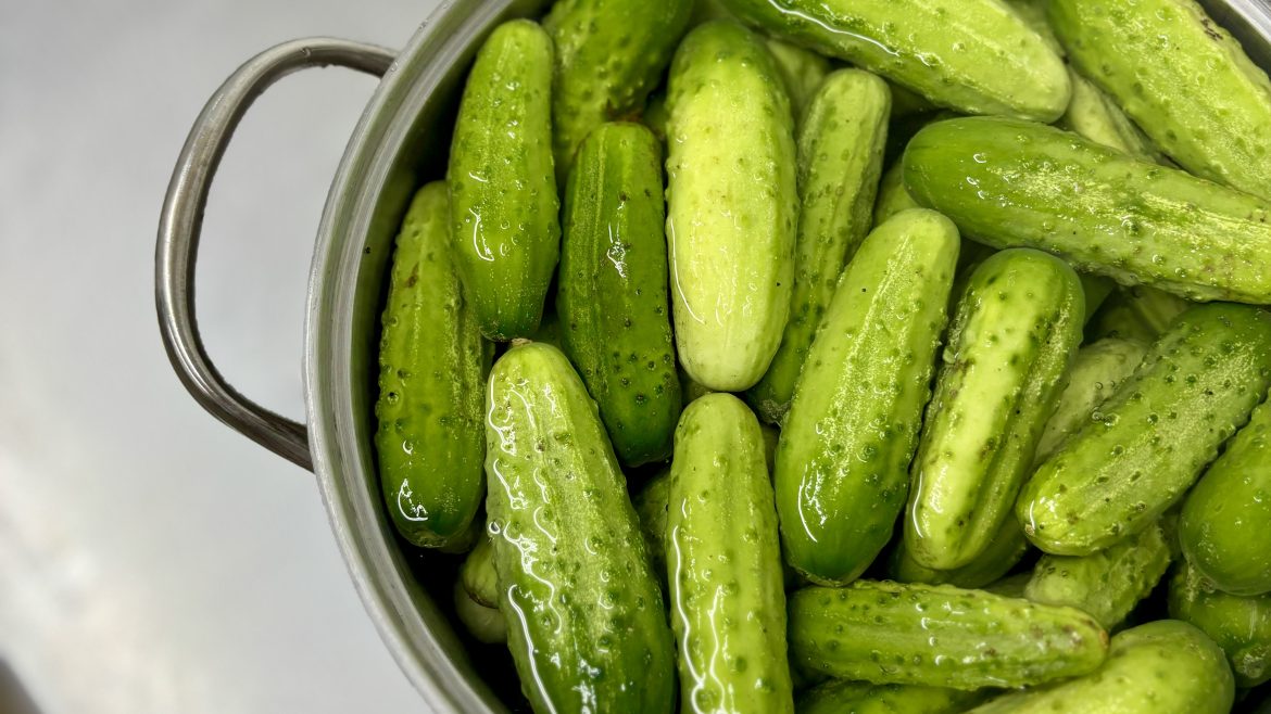 Cucumbers…Almost Done for Season 8/18/24