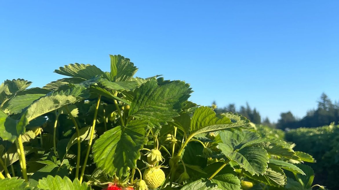 Strawberry Update 5/28/2025