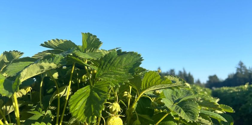Strawberry Update 5/28/2025