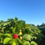 Strawberry Update 5/28/2025
