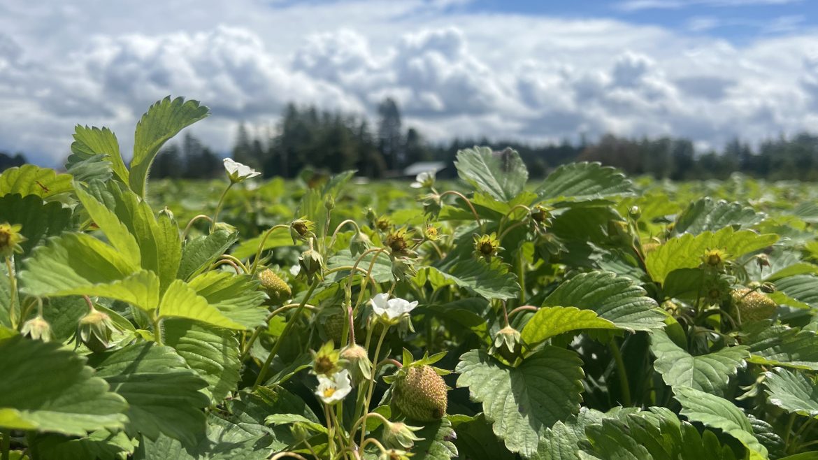 Strawberry Season Update 5/20/2025