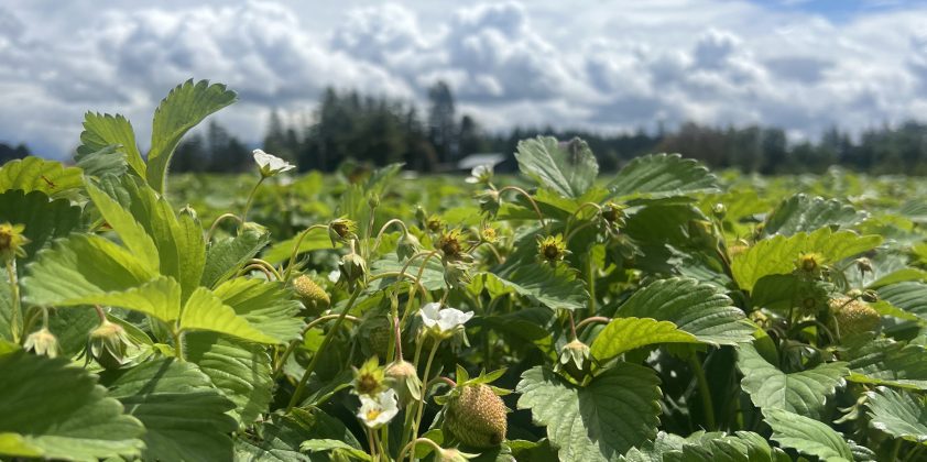 Strawberry Season Update 5/20/2025