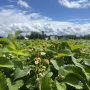 Strawberry Season Update 5/20/2025