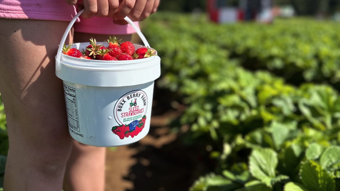 Strawberry Upick End of Season 6/23/2025