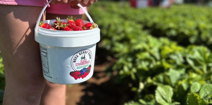 Strawberry Upick End of Season 6/23/2025