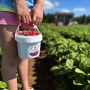 Strawberry Upick End of Season 6/23/2025