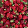 Fresh Boxx Strawberries in Store 6/2/2025