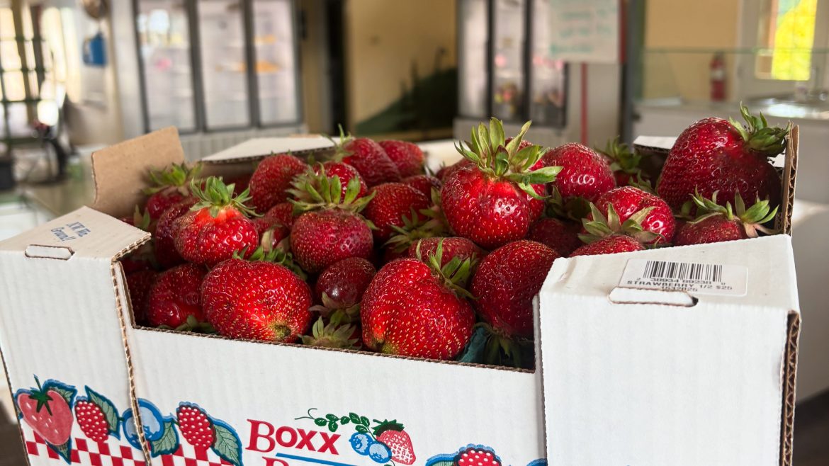 Shortened Strawberry Season