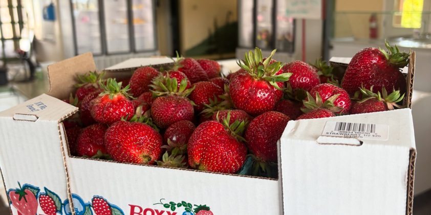 Shortened Strawberry Season