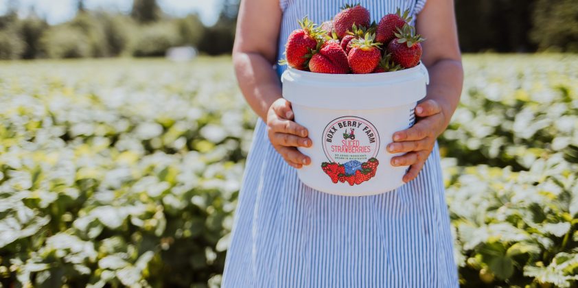 Final Week of Strawberries 6/16/2025