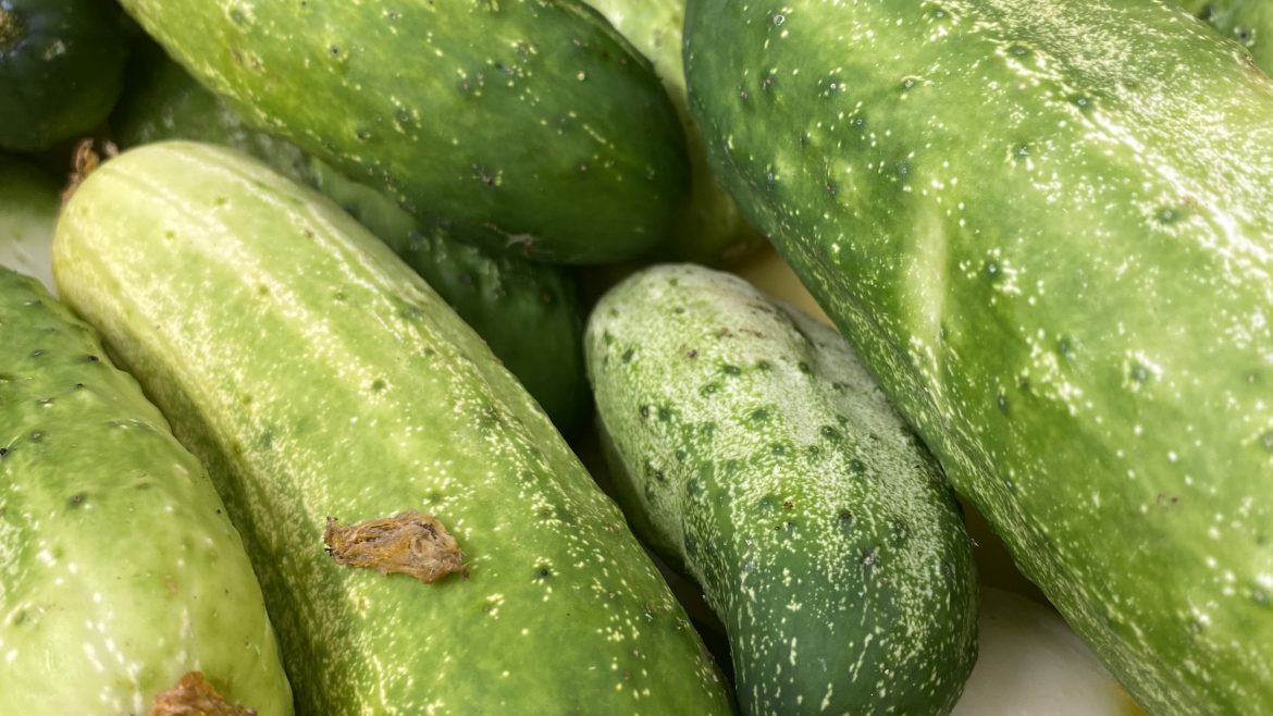 Cucumber Update