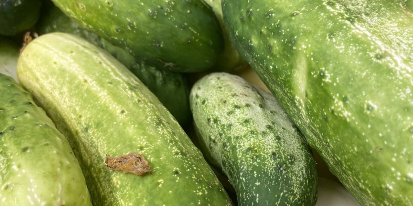 Cucumber Update